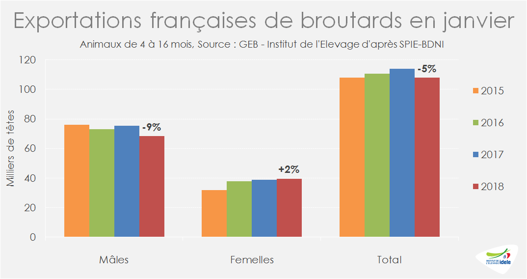 exportations françaises de broutards en janvier 2019